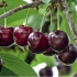 Cherry morel bryansk (amorel, morello) - opis odmiany